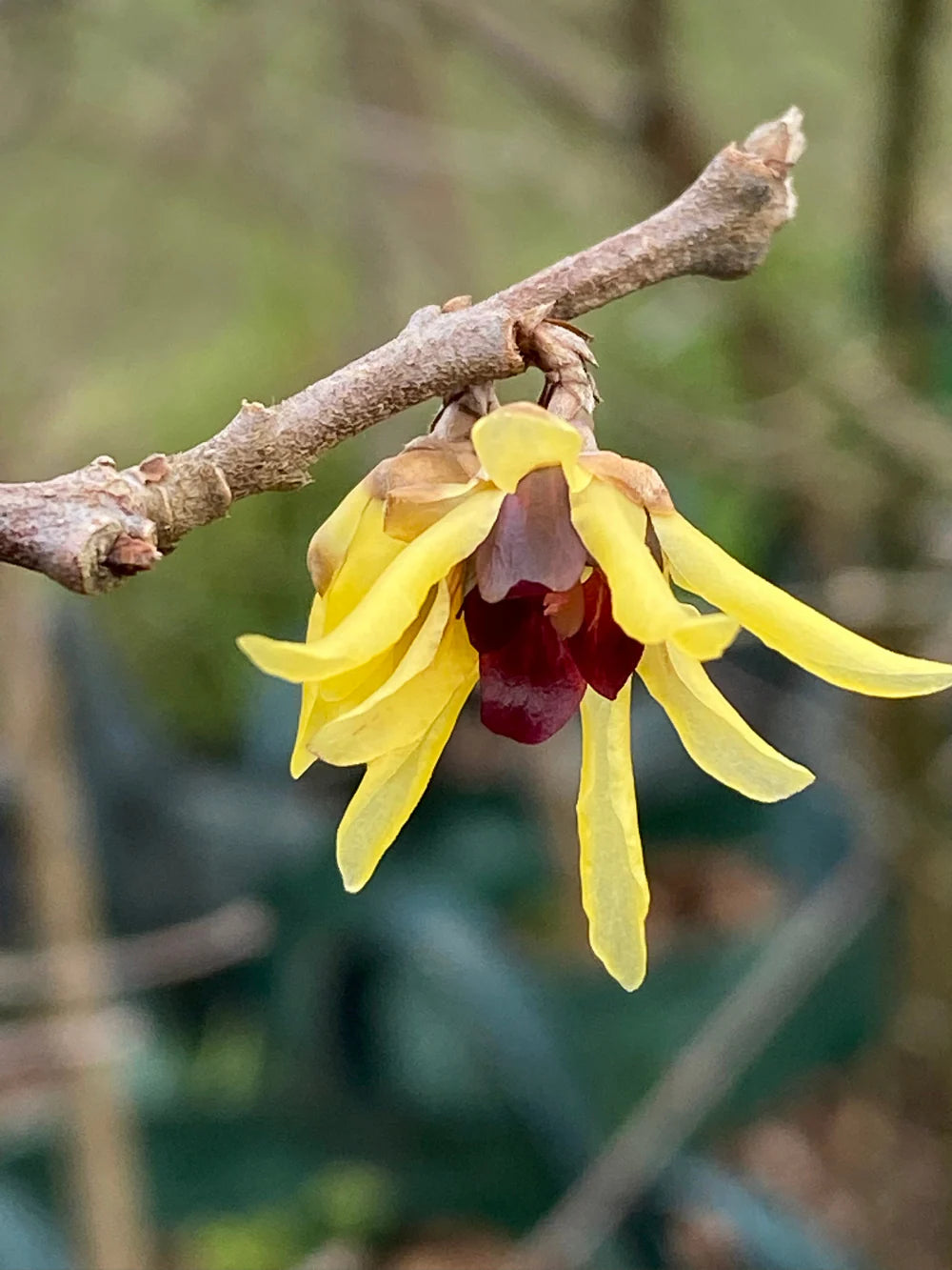 Chimonanthus Wintersweet Flower seeds for Planting Shade Tolerant Heirloom & GMO Free Seeds for Home Garden