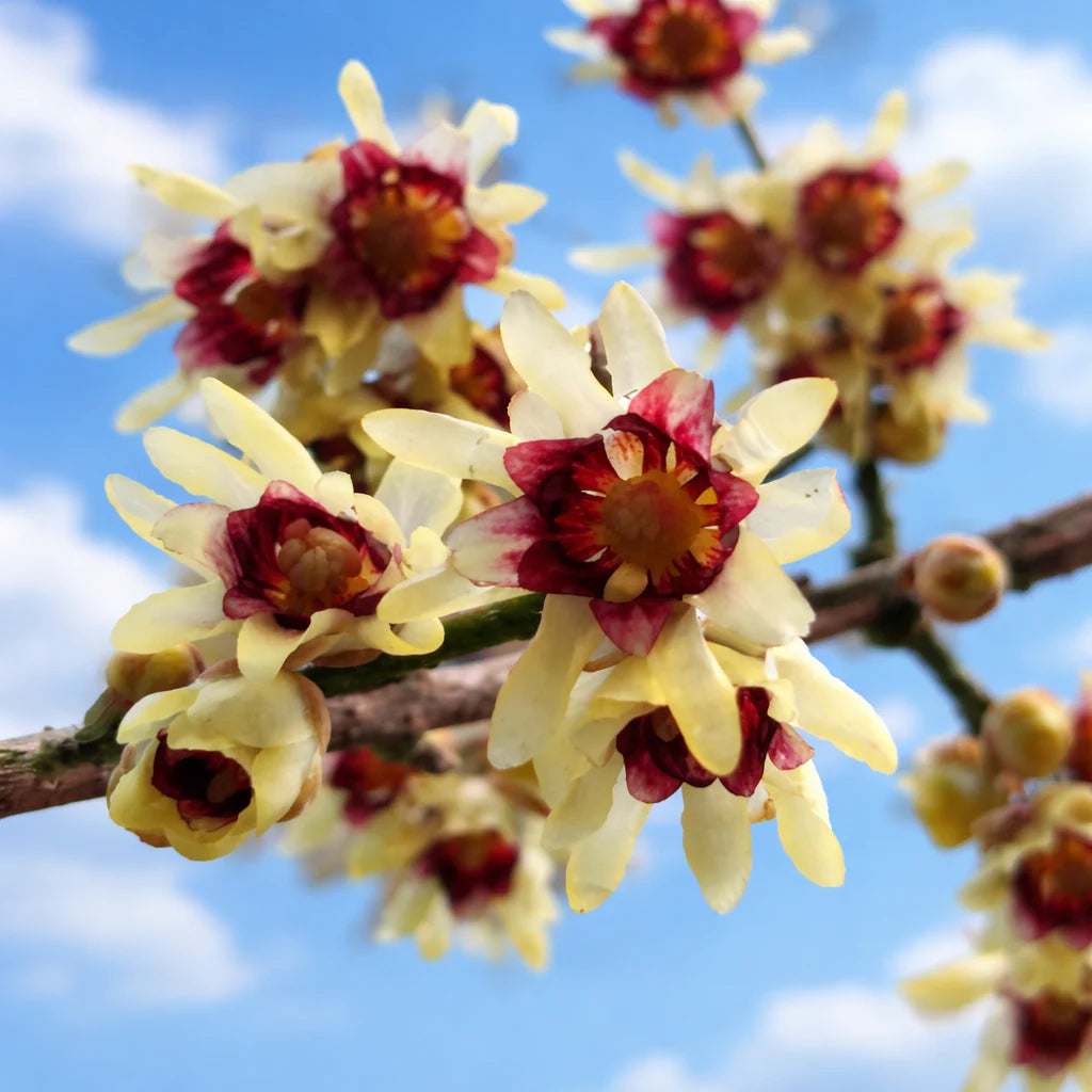 Chimonanthus Praecox Flower Planting Seeds for Your Garden