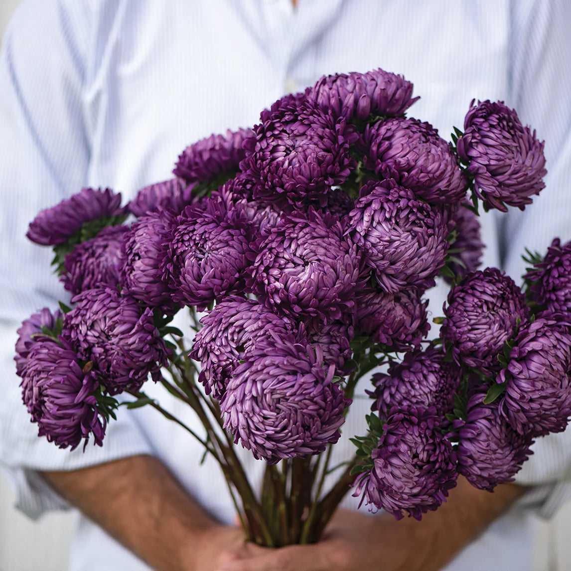 Dark Purple China Aster Flower Seeds for Planting Shade Tolerant Heirloom & GMO Free Seeds for Home Garden
 
 Sale