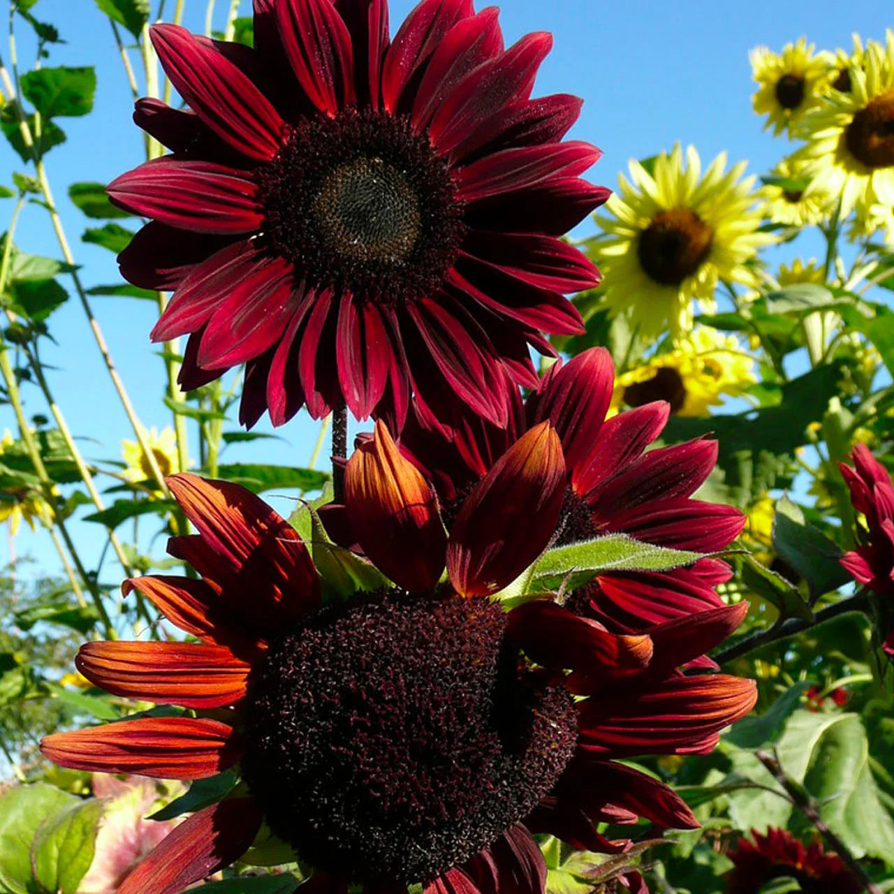 Chocolate Sunflower Flower seeds for Planting - Premium Quality, Heirloom & GMO Free Seeds for Home Garden