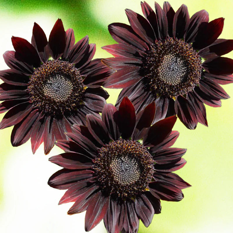 Deep Purple Sunflower Flower seeds for Planting - Cottage Garden Essential, Heirloom & GMO Free Seeds for Home Garden