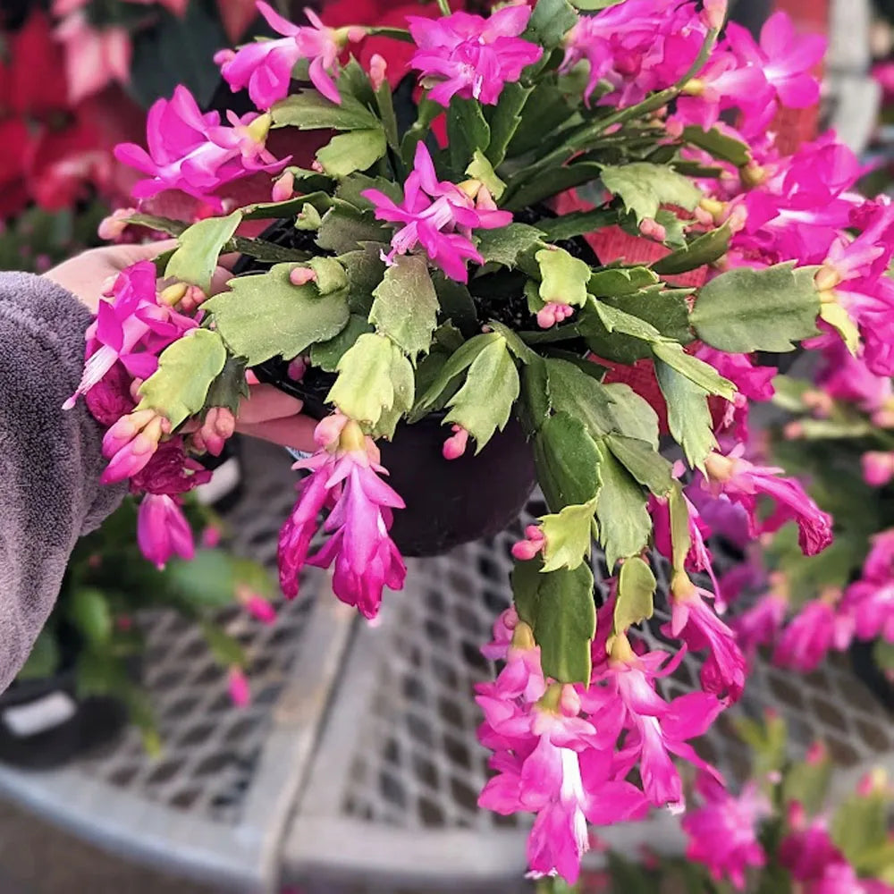 Purple White Schlumbergera Flower seeds for Planting - Vibrant Colors, Heirloom & GMO Free Seeds for Home Garden