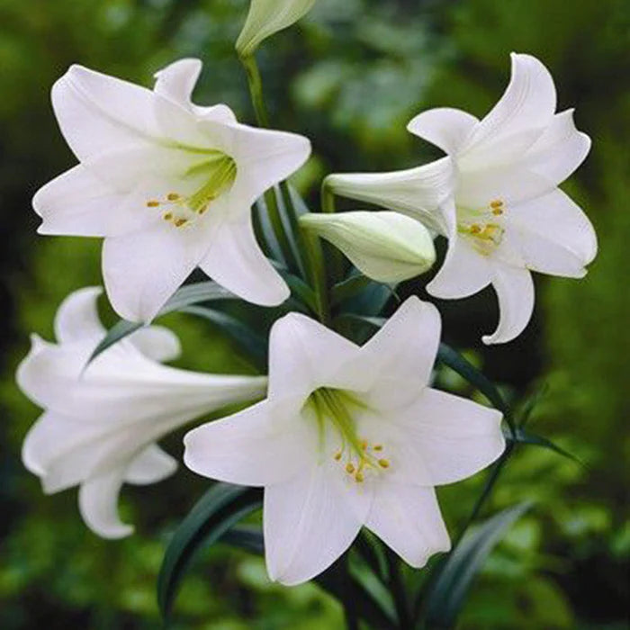 White Amaryllis Flower Seeds for Planting Vibrant Colors Heirloom & GMO Free Seeds for Home Garden
 
 Sale