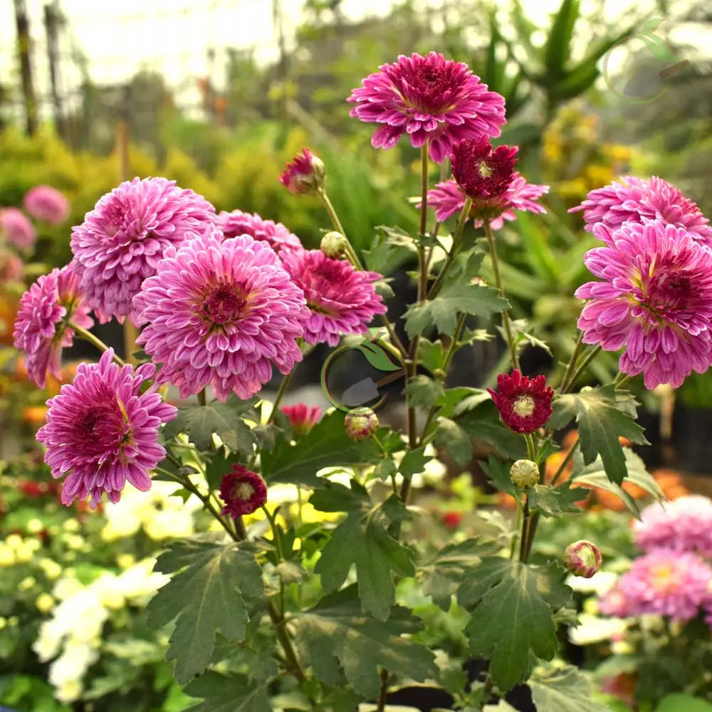 Purple White Chrysanthemum Flower seeds for Planting - Drought Tolerant, Heirloom & GMO Free Seeds for Home Garden