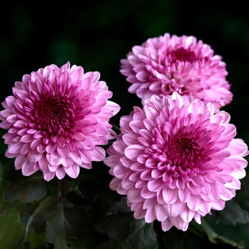 Pink White Chrysanthemum Flower seeds for Planting - Drought Tolerant, Heirloom & GMO Free Seeds for Home Garden Sale
