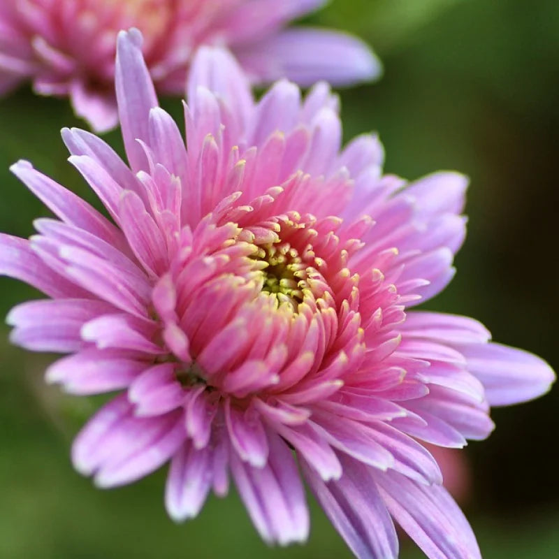 Light Pink Chrysanthemum Flower seeds for Planting - Vibrant Colors, Heirloom & GMO Free Seeds for Home Garden