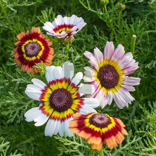 White Chrysanthemum Carinatum Flower seeds for Planting - Fragrant Blossoms, Heirloom & GMO Free Seeds for Home Garden