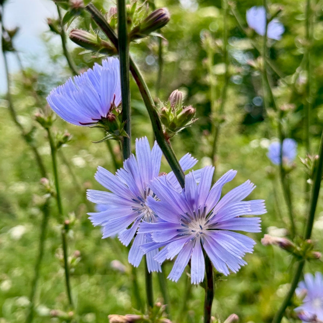 Blue Cichorium Flower seeds for Planting - Garden Favorite, Heirloom & GMO Free Seeds for Home Garden