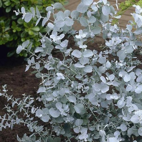 Cider Gum Eucalyptus Seeds for Planting