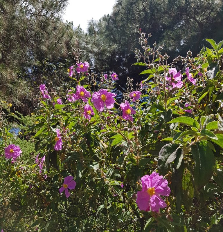 Purple Cistus Flower seeds for Planting - Hardy Variety, Heirloom & GMO Free Seeds for Home Garden