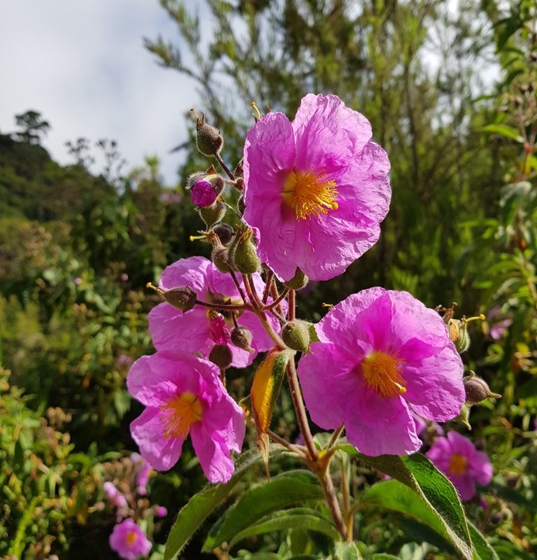 Purple Cistus Flower seeds for Planting - Hardy Variety, Heirloom & GMO Free Seeds for Home Garden