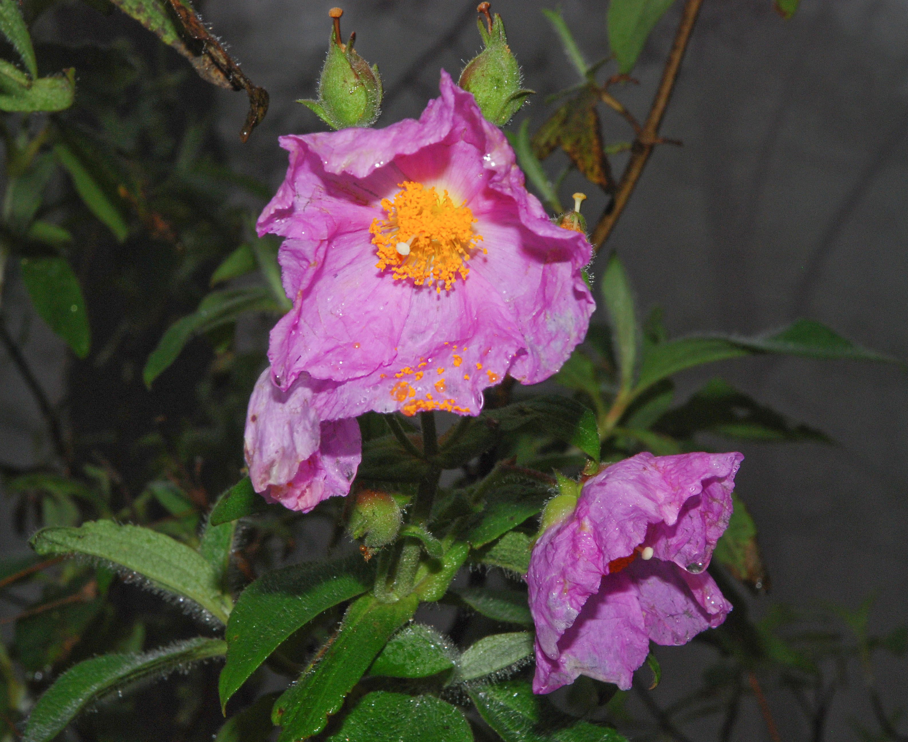 Purple Cistus Flower seeds for Planting - Hardy Variety, Heirloom & GMO Free Seeds for Home Garden