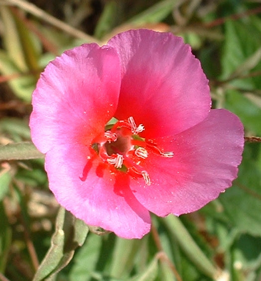 Pink Clarkia Amoena Flower seeds for Planting - Fragrant Blossoms, Heirloom & GMO Free Seeds for Home Garden