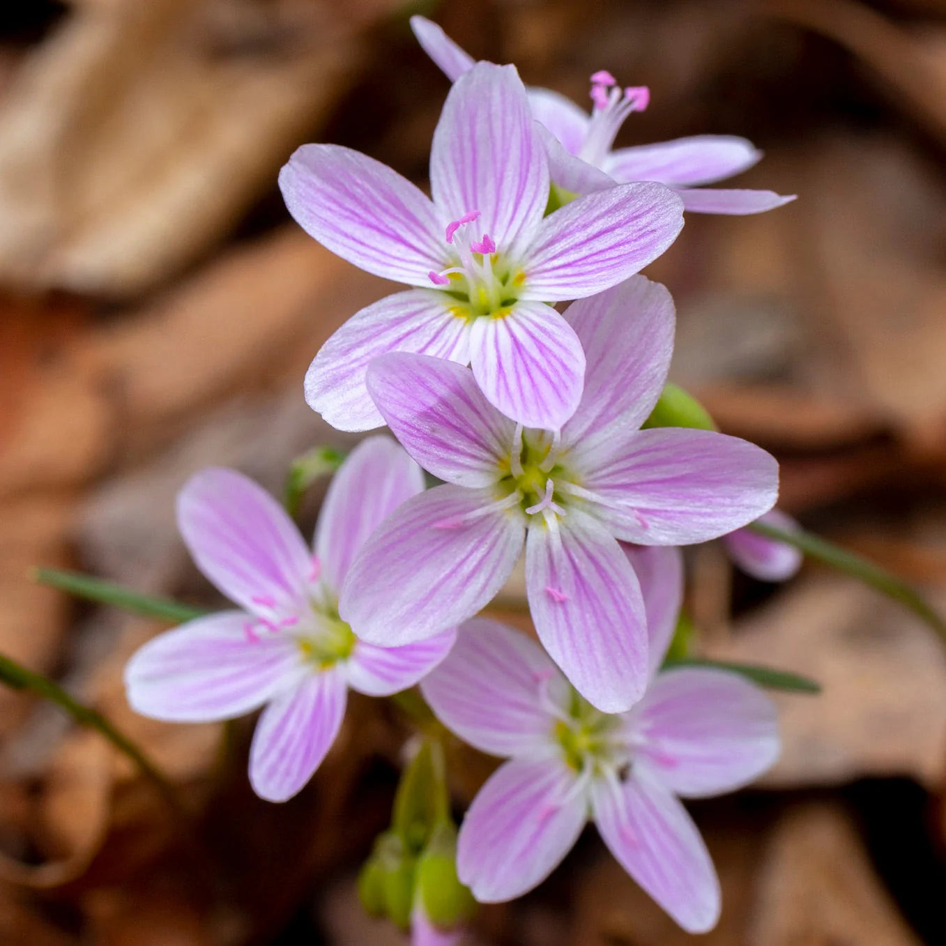 Pink White Hepatica Flower seeds for Planting - Hardy Variety, Heirloom & GMO Free Seeds for Home Garden