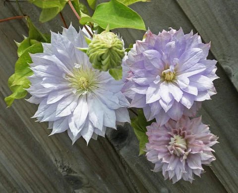 Lavender Eggplant Flower seeds for Planting - Long Bloom Season, Heirloom & GMO Free Seeds for Home Garden