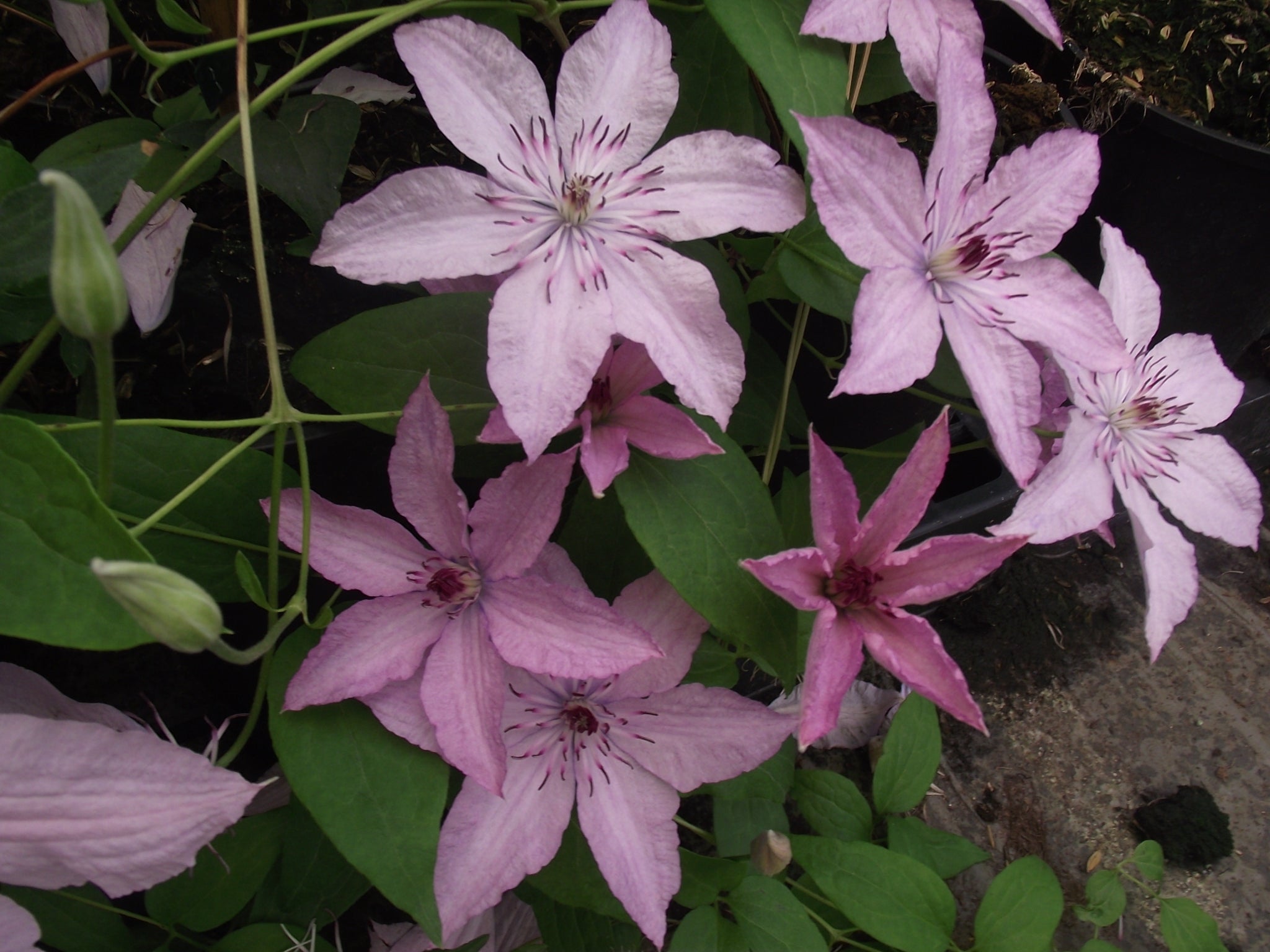 Light Pink Clematis Flower seeds for Planting - Easy to Grow, Heirloom & GMO Free Seeds for Home Garden