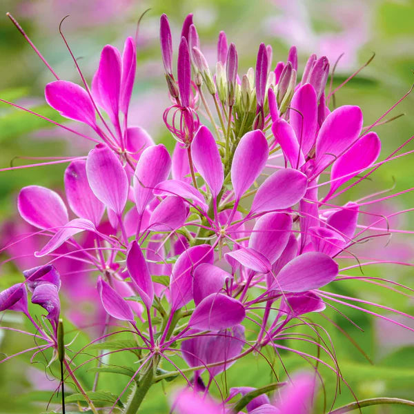Cleome Flower seeds for Planting Shade Tolerant Heirloom & GMO Free Seeds for Home Garden
