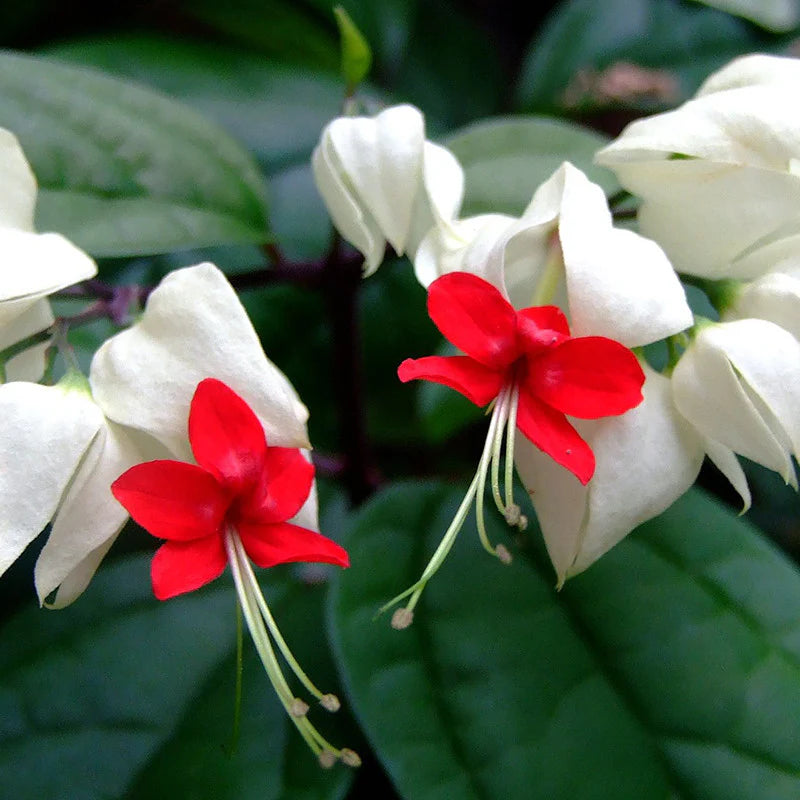Clerodendrum Thomsonae Flower seeds for Planting - Colorful Display, Heirloom & GMO Free Seeds for Home Garden