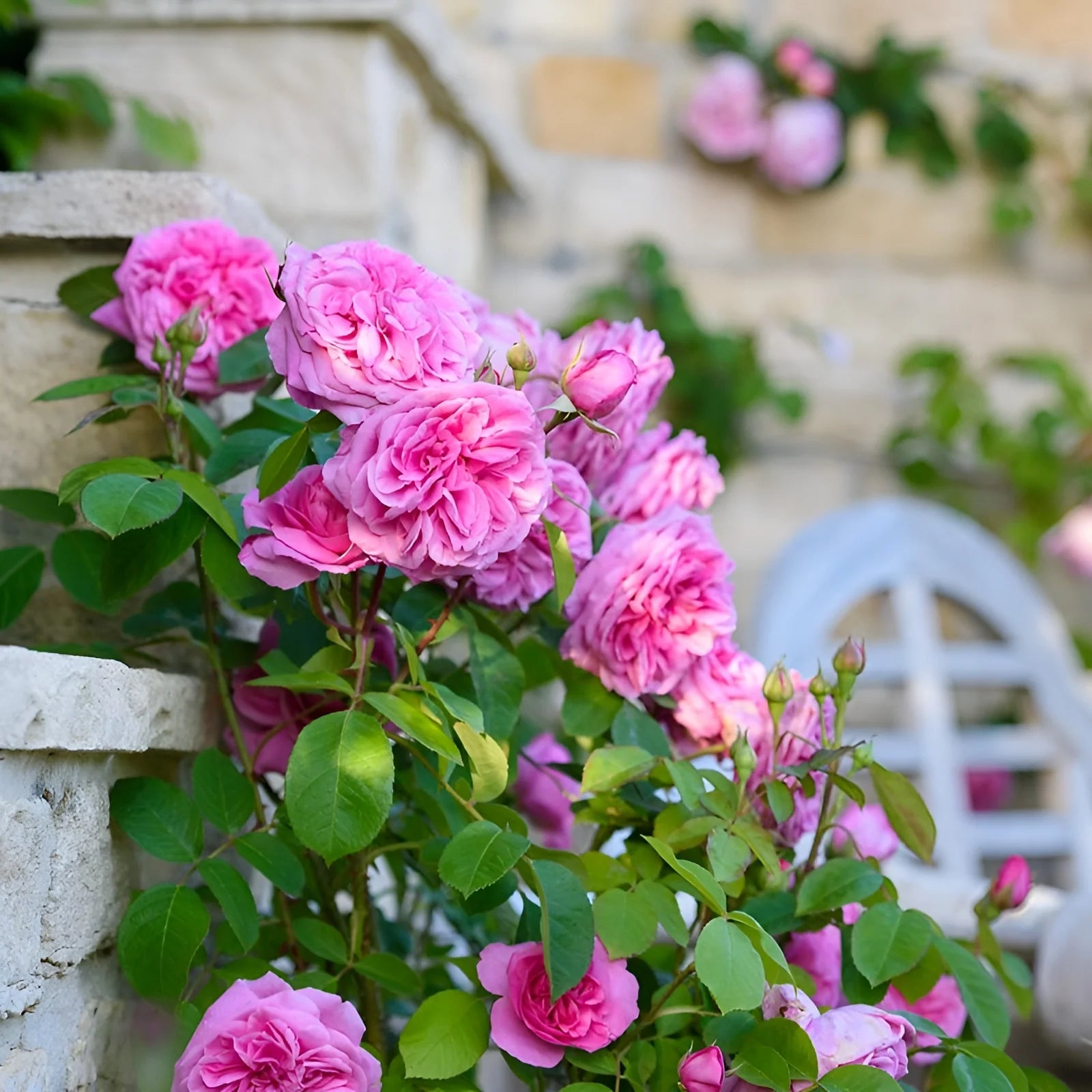 Climbing Flower seeds for Planting - Drought Tolerant, Heirloom & GMO Free Seeds for Home Garden