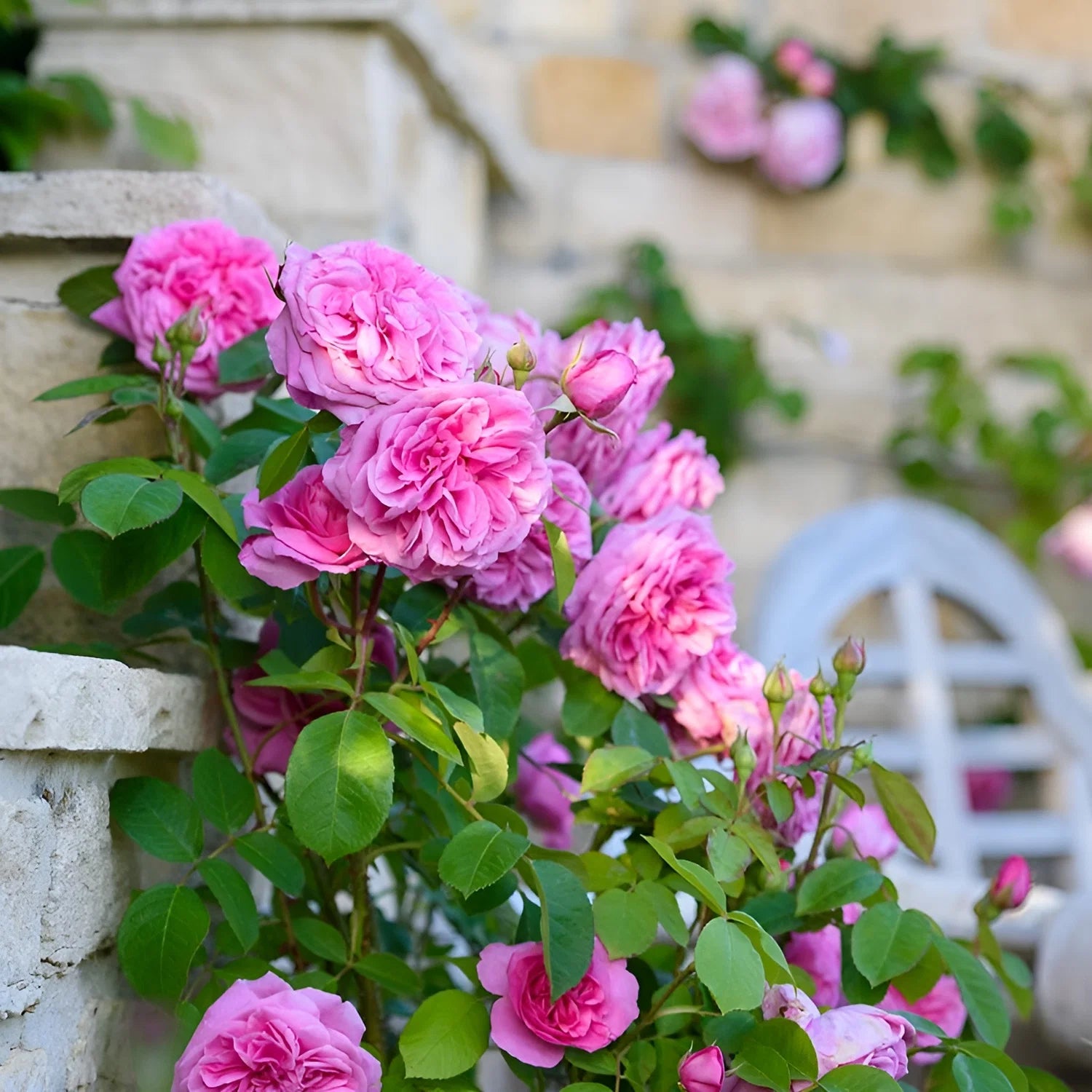 Heirloom Damask Rose Flower seeds for Planting - Bright Blooms, Heirloom & GMO Free Seeds for Home Garden