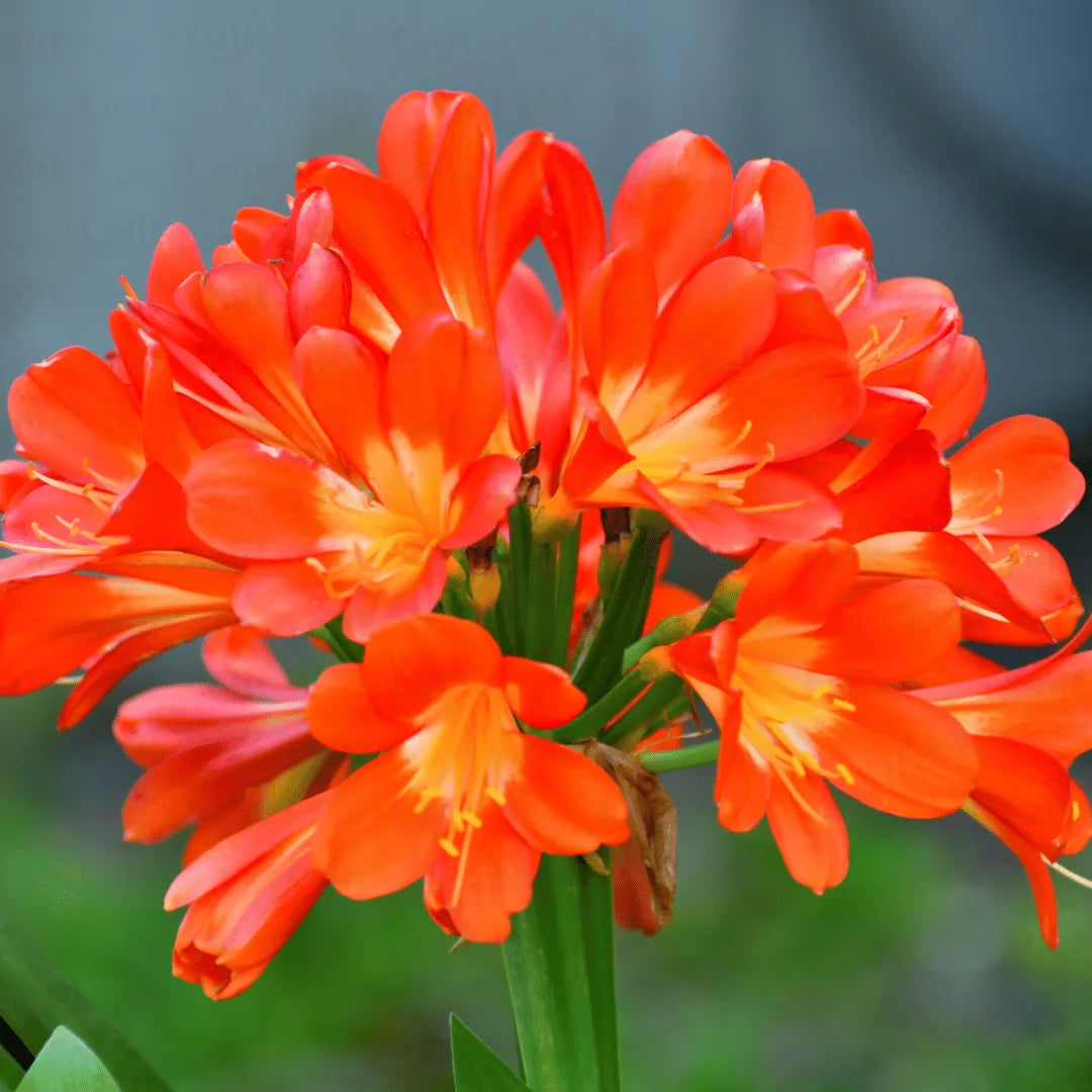 Miniata Flower seeds for Planting - Pollinator Friendly, Heirloom & GMO Free Seeds for Home Garden