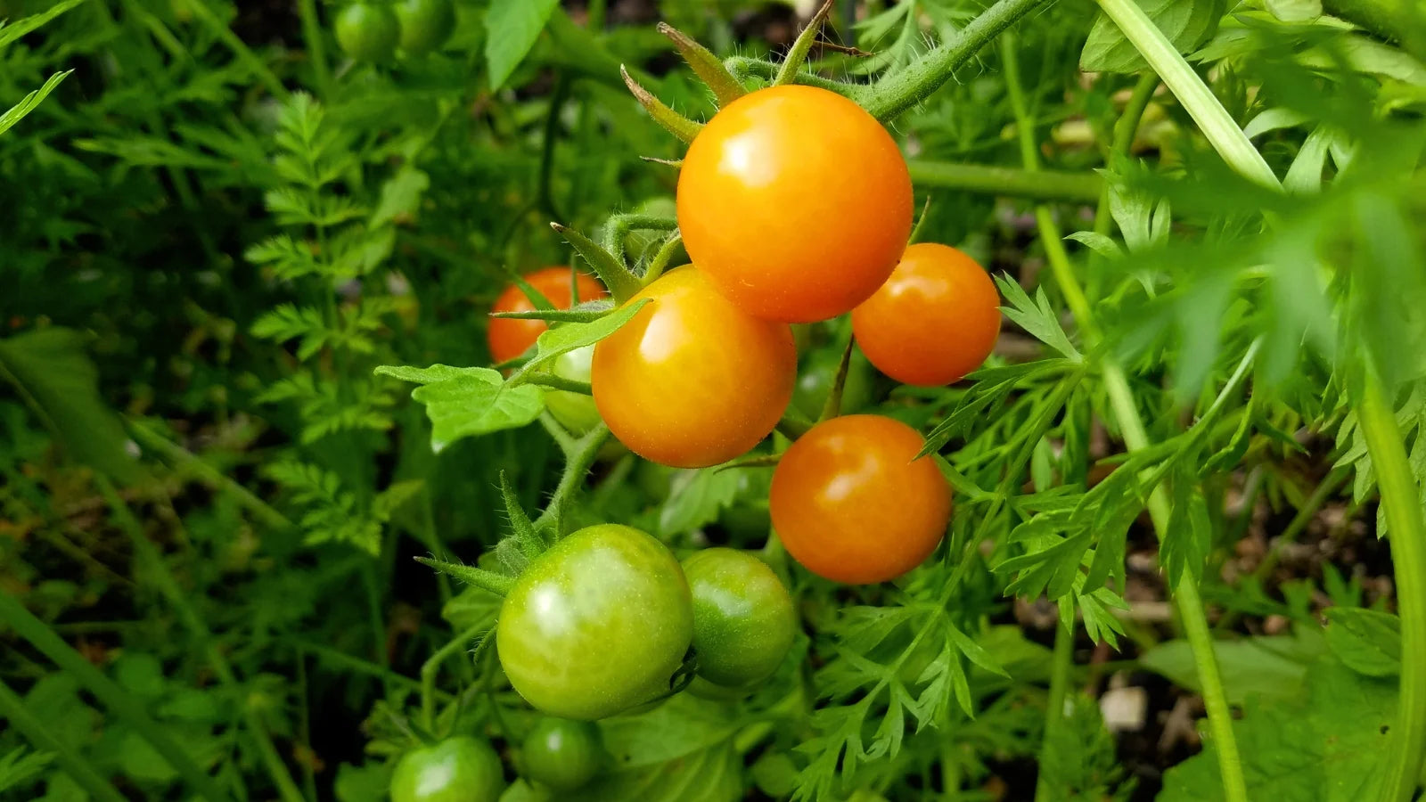 Gold Tomato Seeds for Vegetable Planting