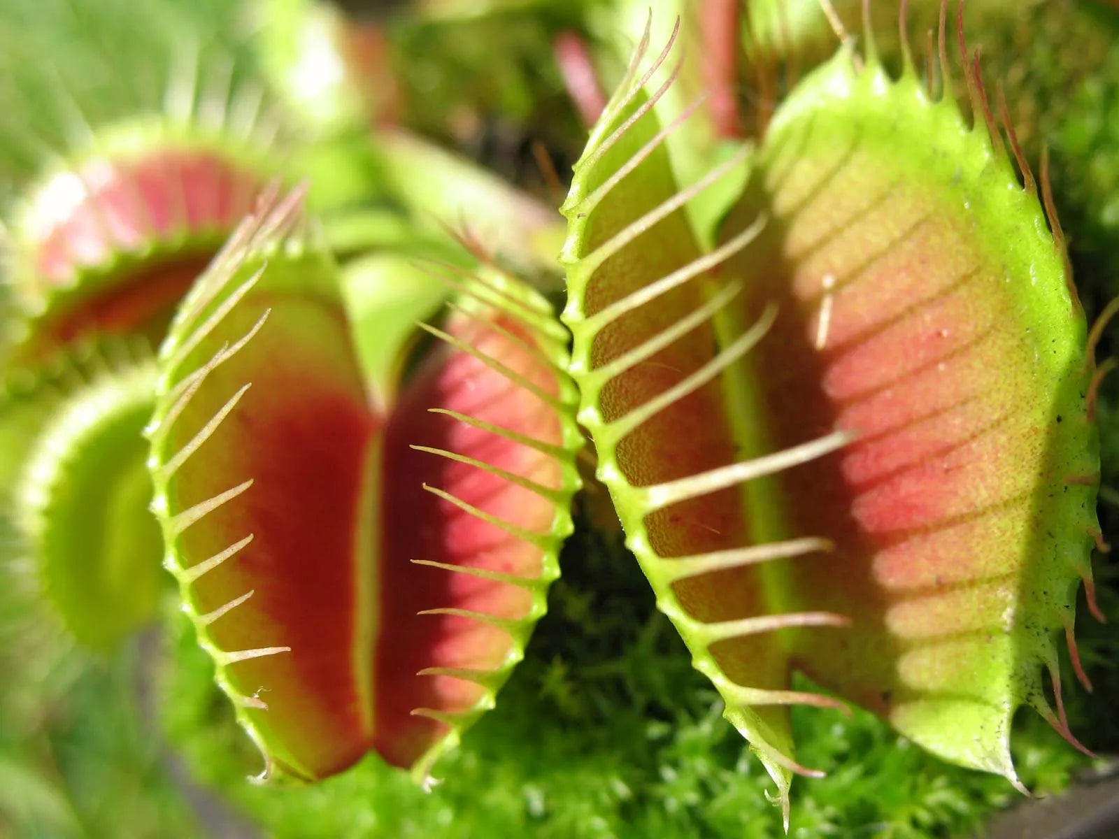 Carnivorous or Venus flytrap (Dionaea muscipula) Flower seeds for Planting - Vibrant Colors, Heirloom & GMO Free Seeds for Home Garden