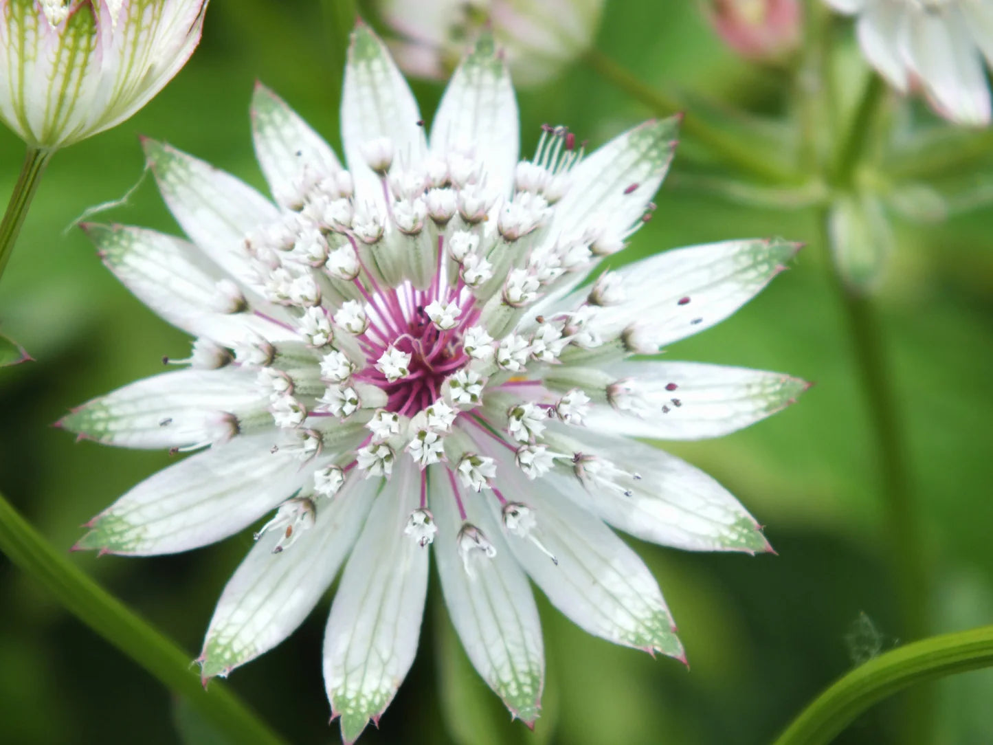 Heirloom Astrantia Flower seeds for Planting Cottage Garden Essential Heirloom & GMO Free Seeds for Home Garden