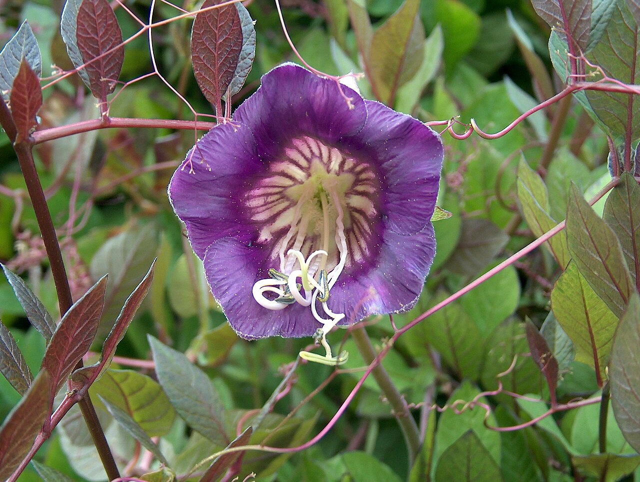 Heirloom Cobaea Flower seeds for Planting Compact Growth Heirloom & GMO Free Seeds for Home Garden