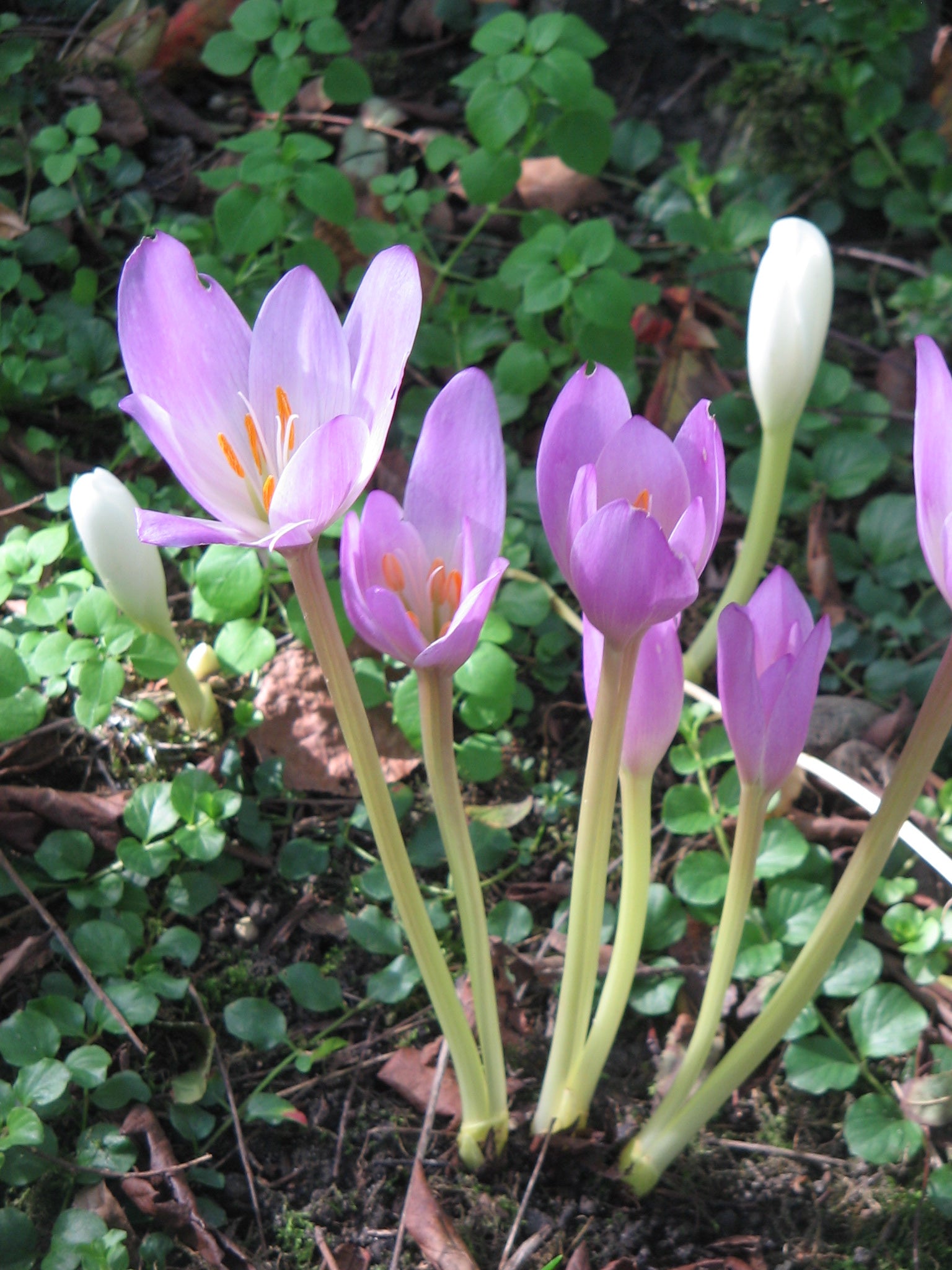 Light Pink Crocus Flower seeds for Planting - Premium Quality, Heirloom & GMO Free Seeds for Home Garden