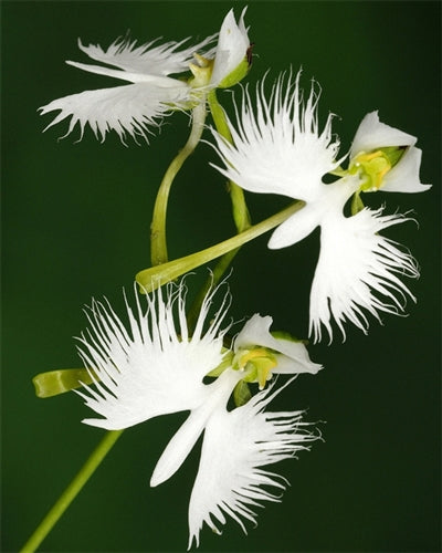 Aigrette Orchid Flower seeds for Planting - Compact Growth, Heirloom & GMO Free Seeds for Home Garden
