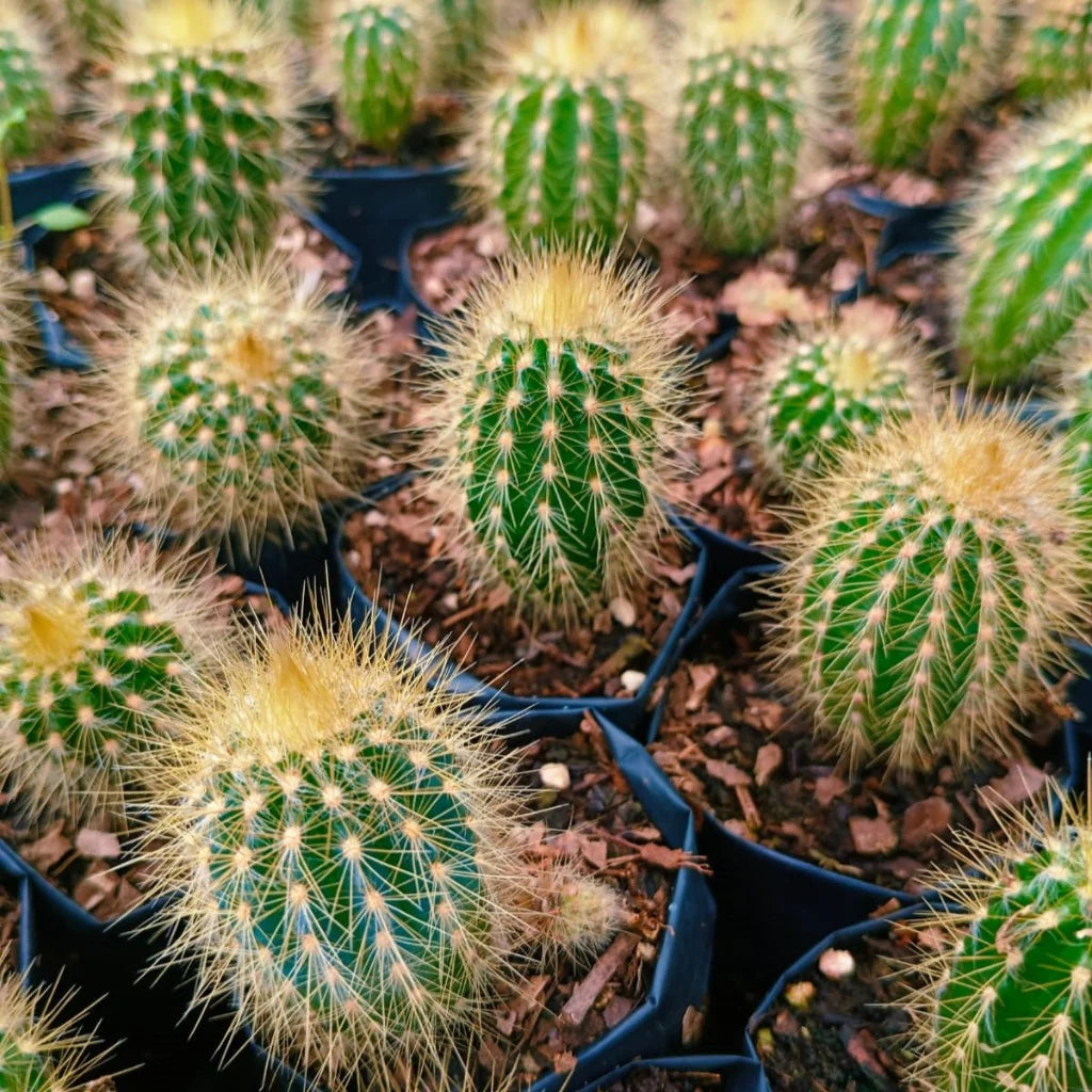 Austrocephalocereus Seeds for Planting | Green Cactus Plant