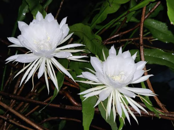 Epiphyllum Oxypetalum White Flower Seeds for Planting