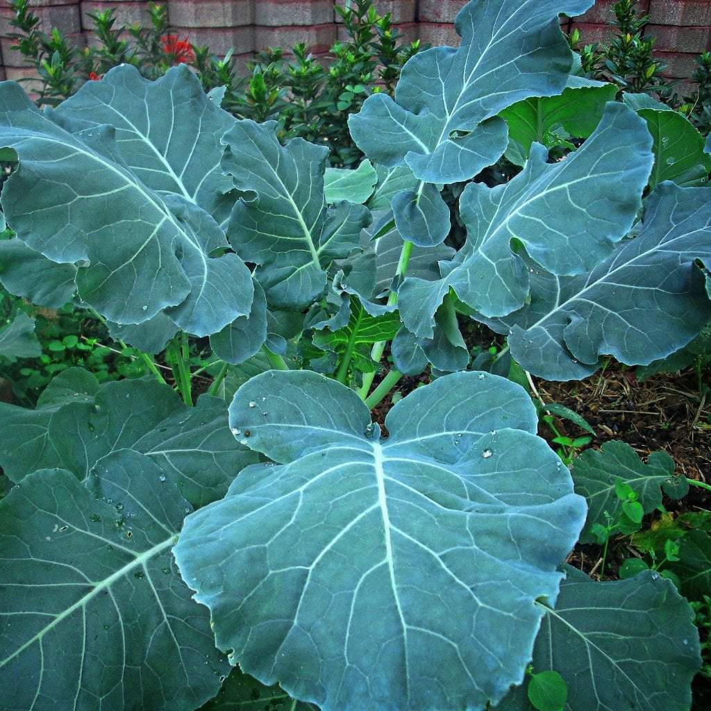 Green Georgia Collard Vegetable Seeds - Easy Planting
