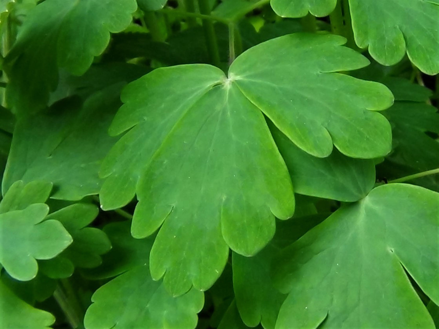 Oxalis Flower seeds for Planting - Bright Blooms, Heirloom & GMO Free Seeds for Home Garden