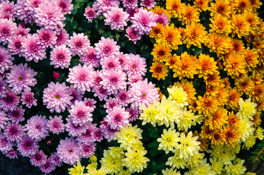 Crisantemos Flower seeds for Planting - Low Maintenance, Heirloom & GMO Free Seeds for Home Garden