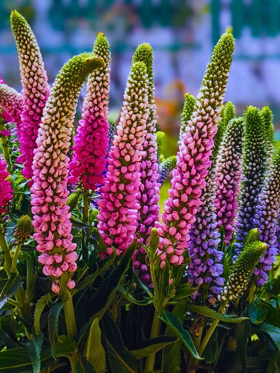 Pink Veronica Flower seeds for Planting - Vibrant Colors, Heirloom & GMO Free Seeds for Home Garden