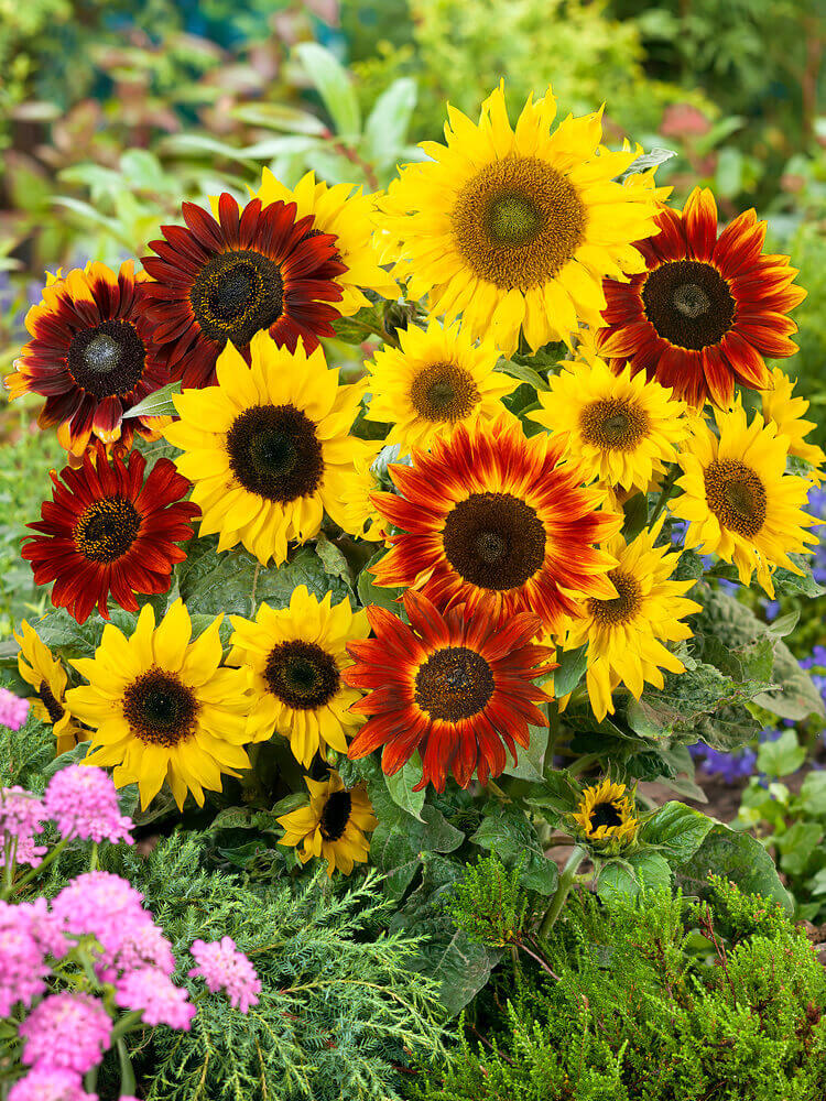 Mixed SunFlower seeds for Planting - Compact Growth, Heirloom & GMO Free Seeds for Home Garden
