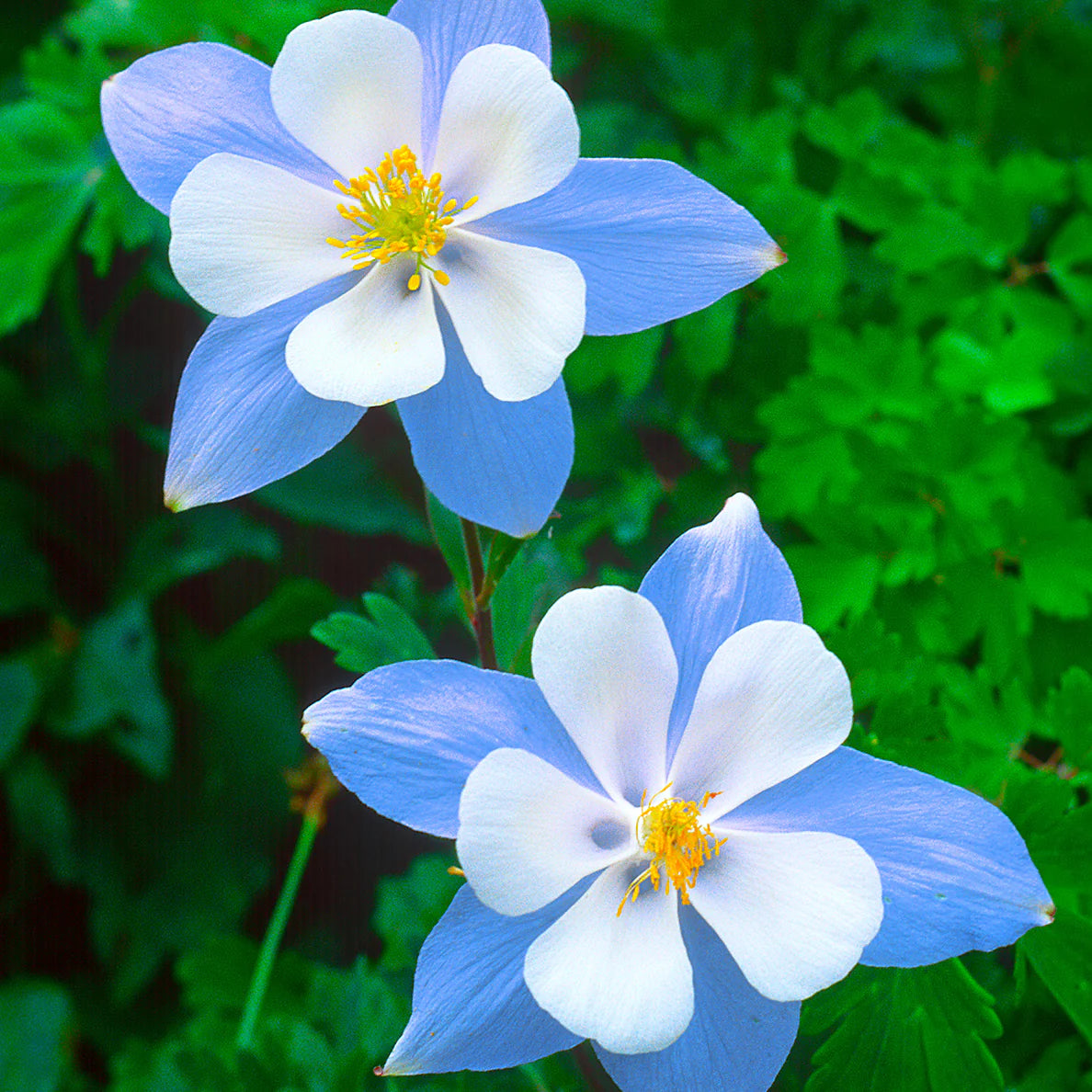 Colorado Blue Flower Seeds for Planting  Brighten Your Garden with Stunning Blooms - Evergrowseeds