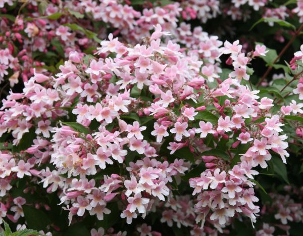 BeautyBush Flower seeds for Planting - Colorful Display, Heirloom & GMO Free Seeds for Home Garden