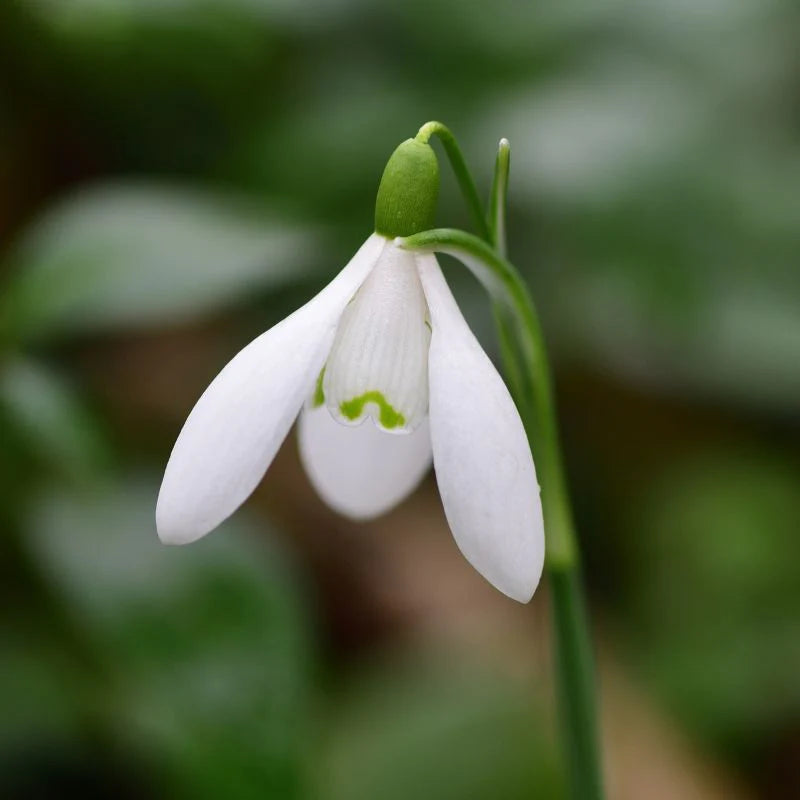 Snowdrop Bulbs Flower seeds for Planting - Fragrant Blossoms, Heirloom & GMO Free Seeds for Home Garden