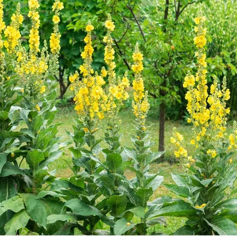 Organic Mullein Plant Seeds – Traditional Herb for Herbal Tea Remedies