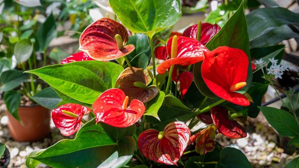 Anthurium Flower seeds for Planting - Easy to Grow, Heirloom & GMO Free Seeds for Home Garden