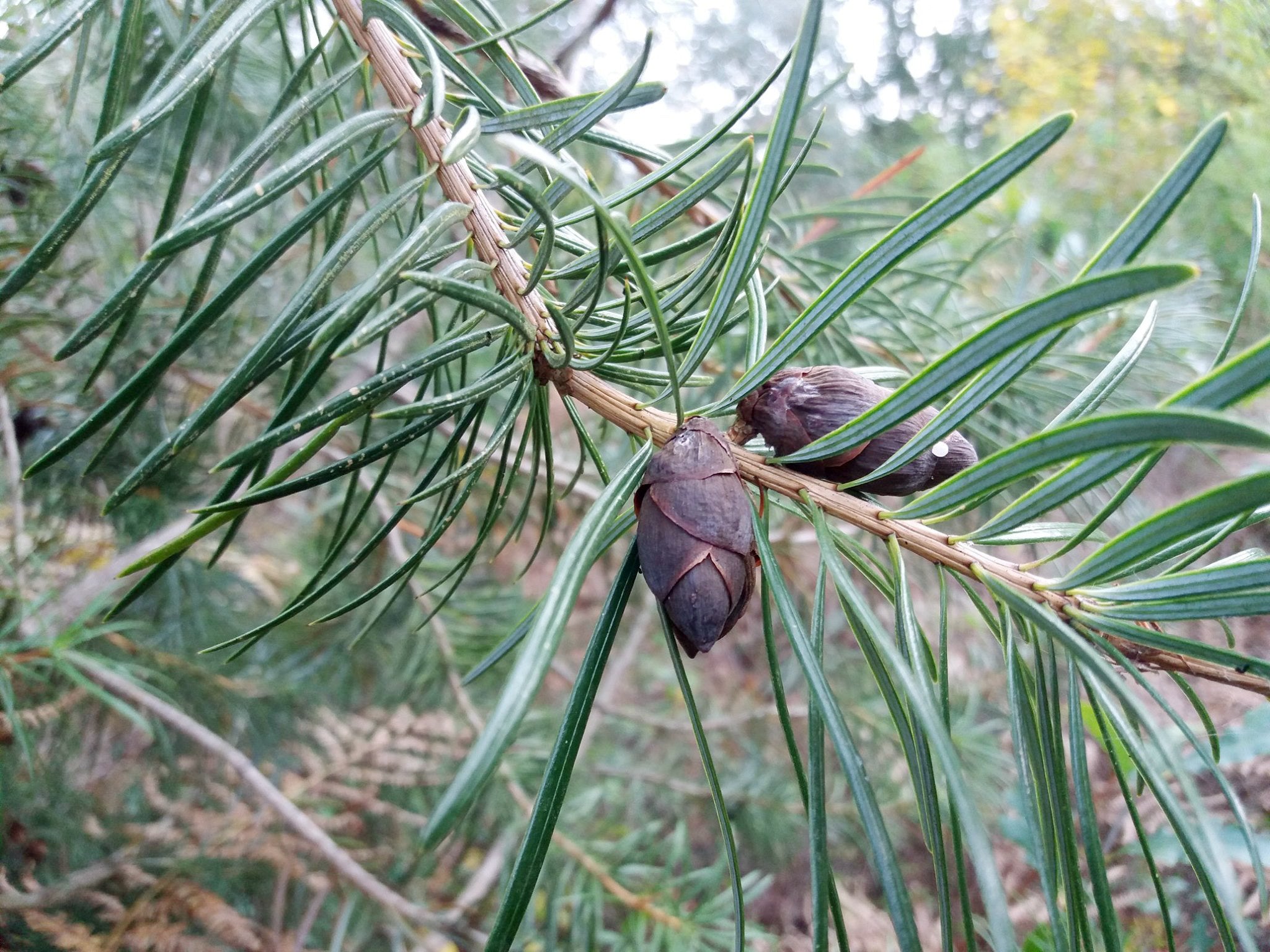 Cathaya Tree Seeds Planting Instructions