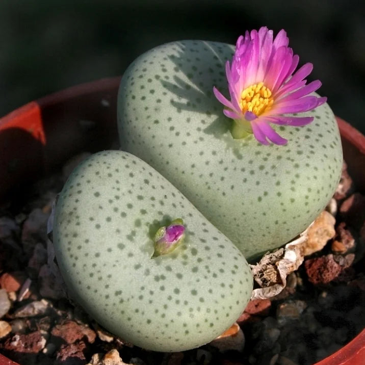 Conophytum Flower seeds for Planting - Premium Quality, Heirloom & GMO Free Seeds for Home Garden