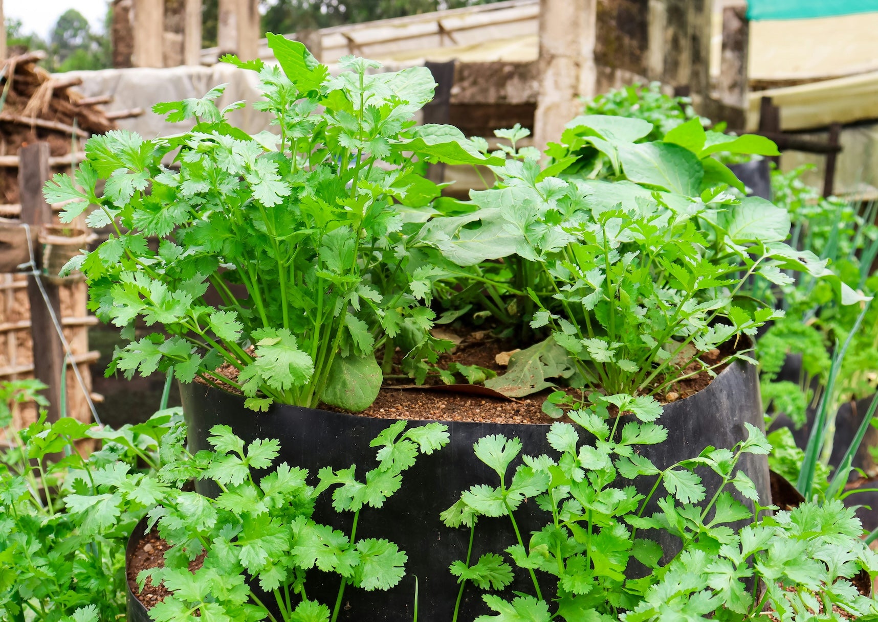 Green Coriander Seeds for Vegetable Planting