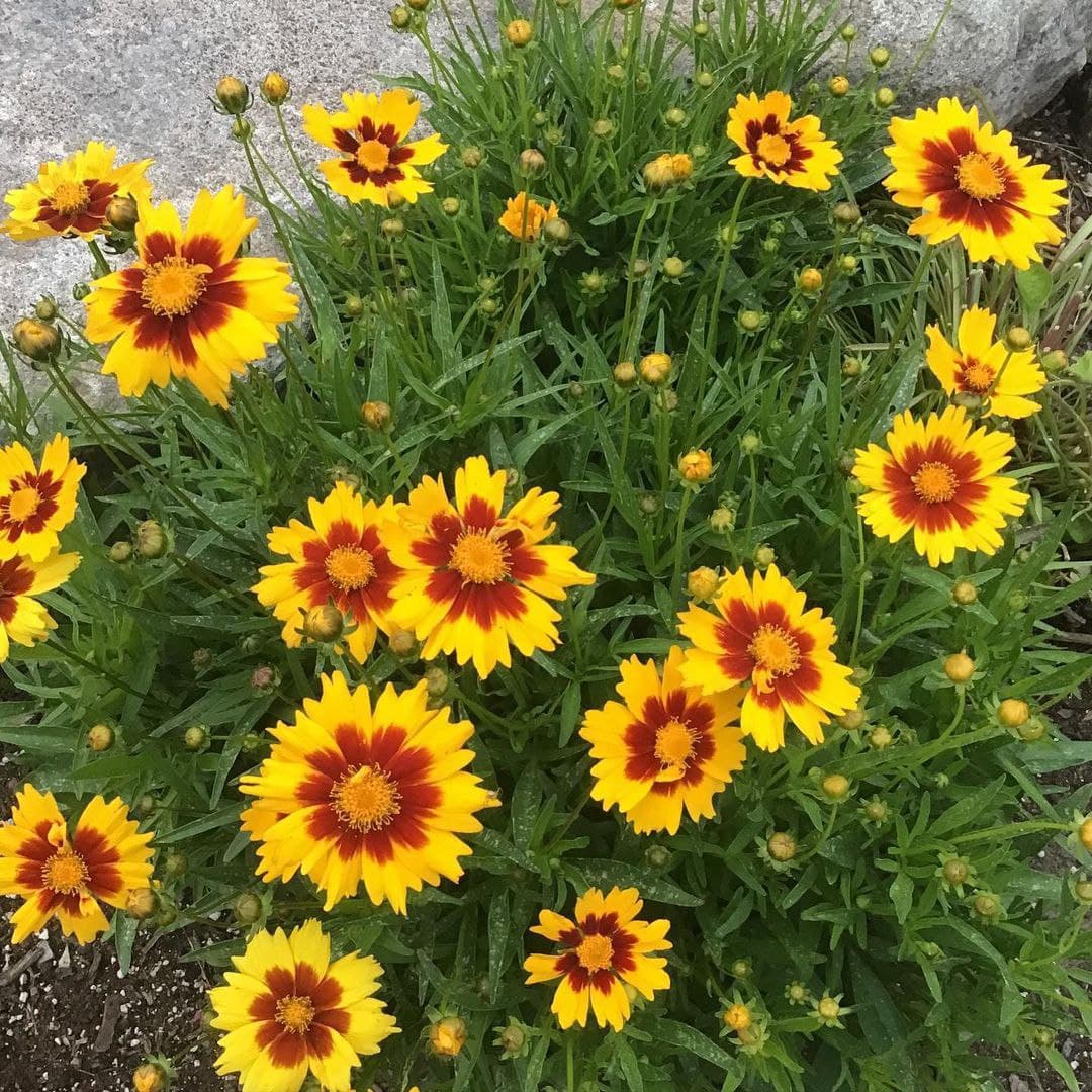 Coreopsis Cosmos Flower seeds for Planting Vibrant Colors Heirloom & GMO Free Seeds for Home Garden