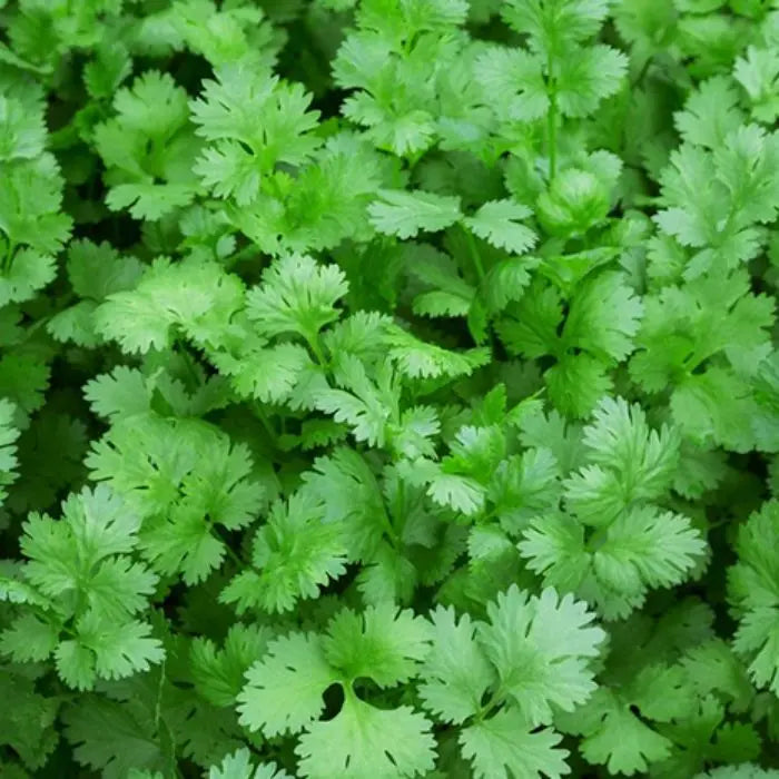 Cilantro Coriander Seeds for Planting  Grow Fresh Green Herbs