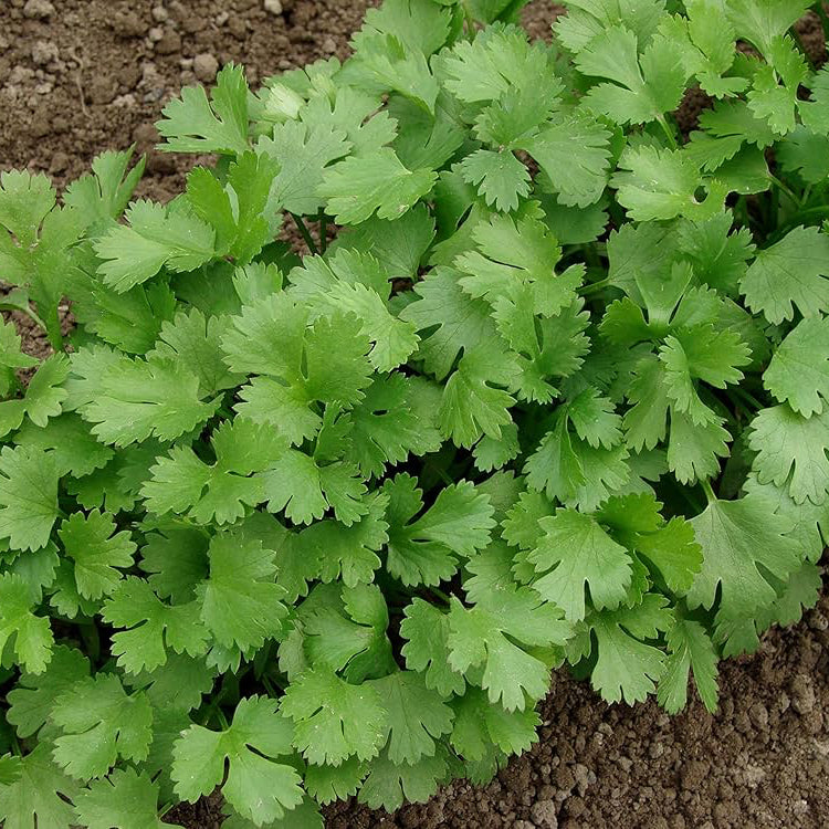 Coriander Seeds – Organic Non-GMO Herb and Spice for Home Gardens