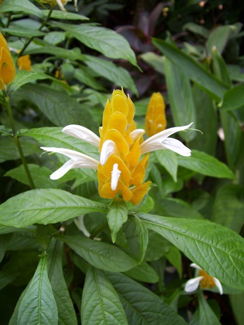 White Yellow Pachystachys Flower seeds for Planting - Vibrant Colors, Heirloom & GMO Free Seeds for Home Garden